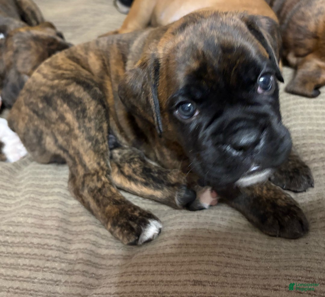 Boxer dogs for sale: Bear - Ad 5