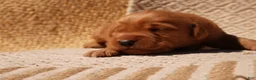Golden Retriever dogs for sale: Daisy -AKC, Genetically Clear - Ad 109