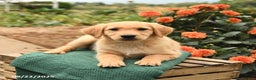 Golden Retriever dogs for sale: Precious - Ad 6
