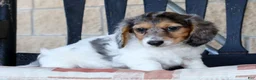 Miniature Dachshund dogs for sale: Marshall - Ad 2
