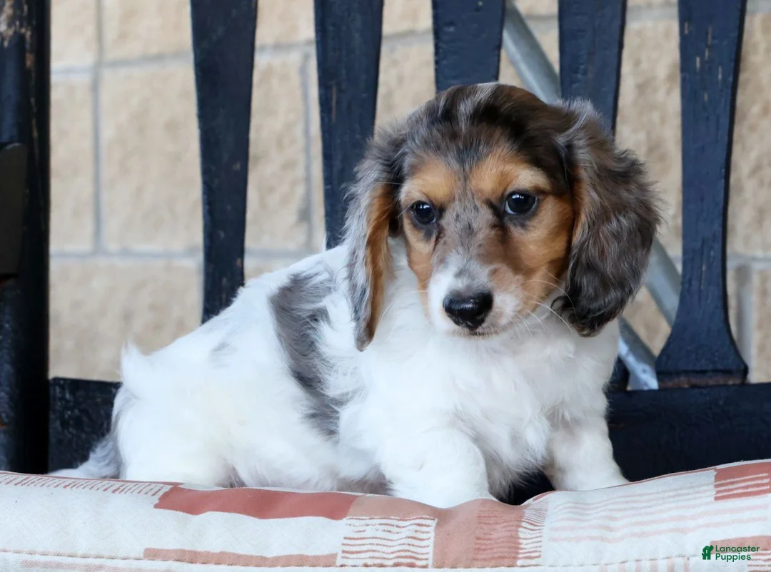 Miniature Dachshund dogs for sale: Marshall - Ad 2