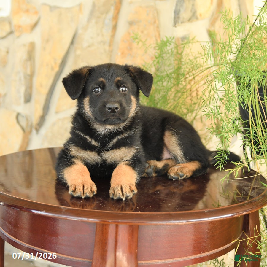 German Shepherd dogs Lincoln - Ad 2