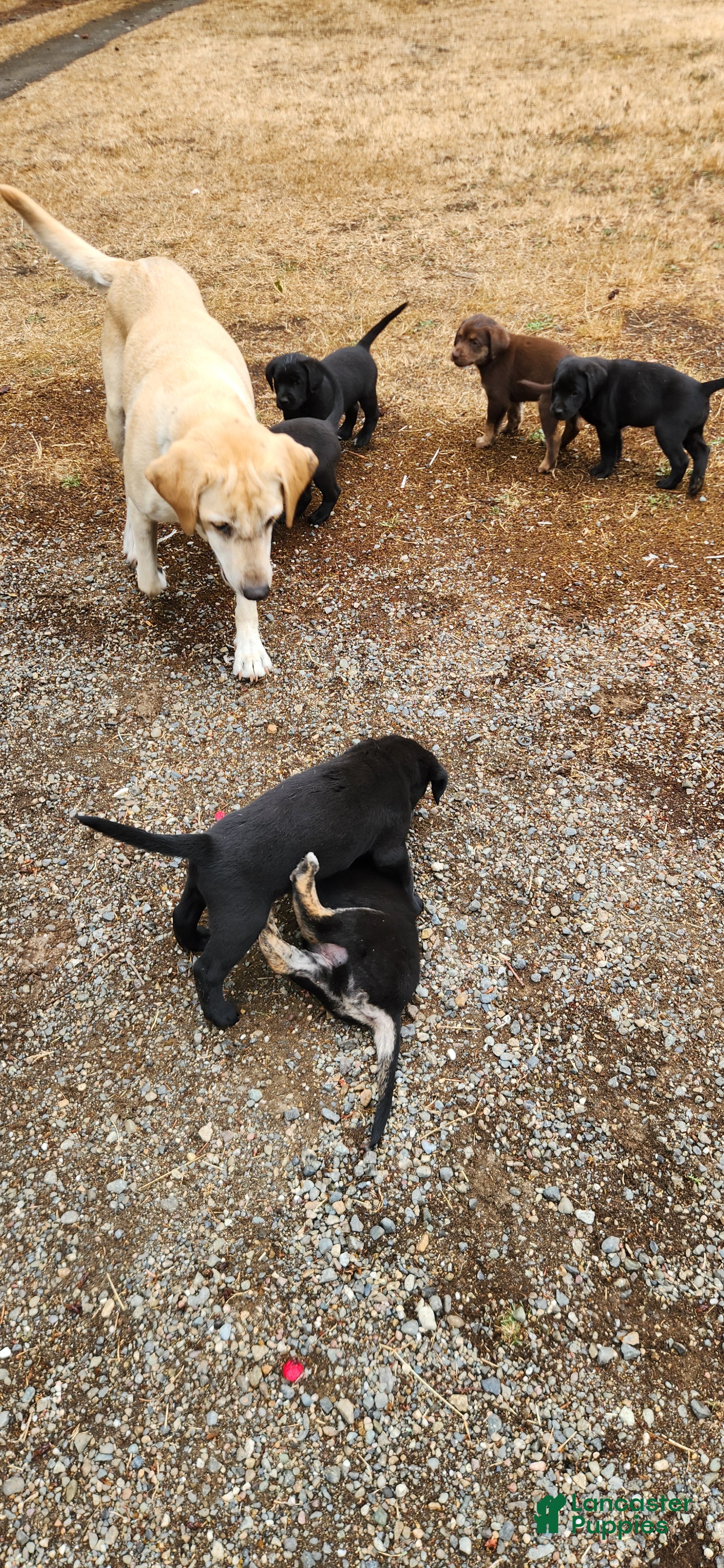 Labrador Retriever dogs Labrador Retriever 3 - Ad 25