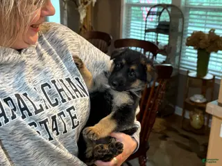 German Shepherd dogs for sale: German Shepherd Boyd - Ad 1