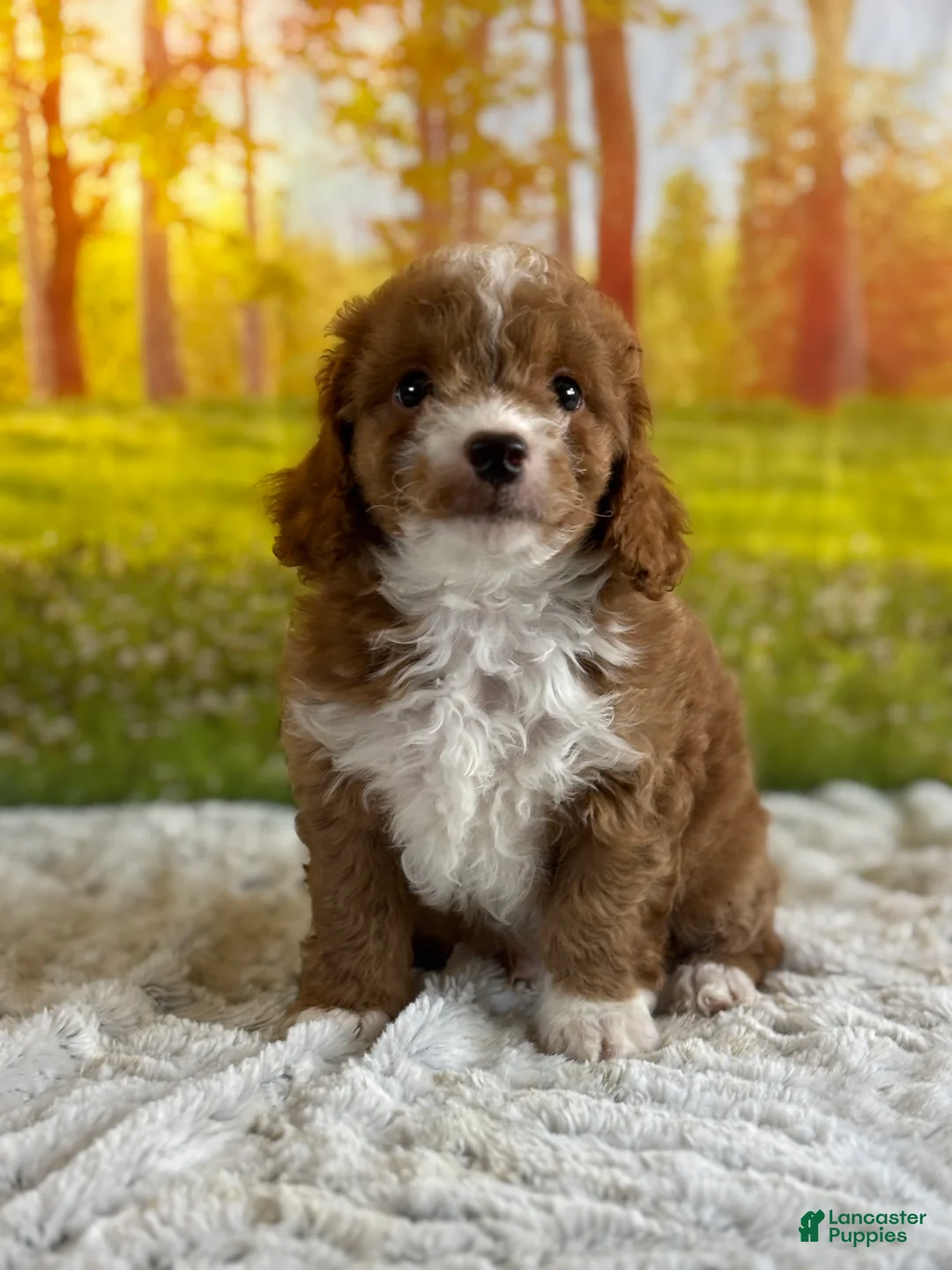 Mini Goldendoodle dogs for sale: Max - Ad 1