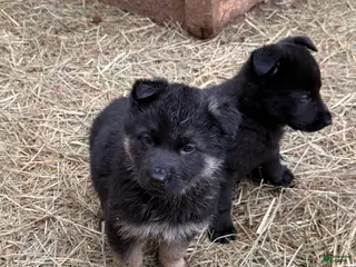 German Shepherd dogs German Shepherd Puppy 3 - Ad 24