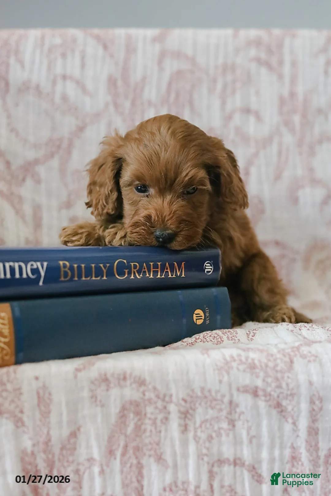 Cockapoo dogs for sale: Johnny - Ad 7