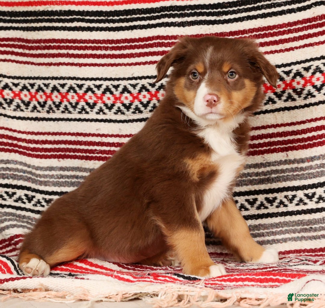 Australian Shepherd dogs for sale: Bella - Ad 8