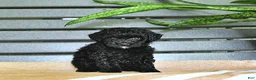 Miniature Poodle dogs for sale: Cassandra - Ad 9