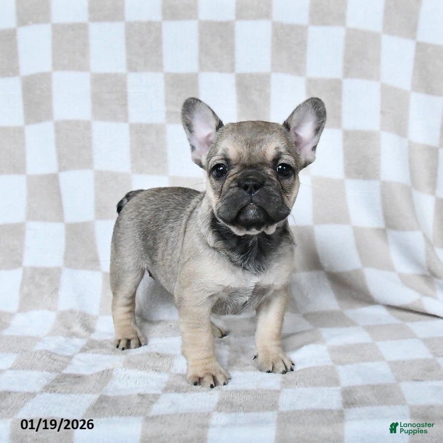 French Bulldog dogs Haylee - Ad 10