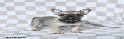 French Bulldog dogs for sale: Haylee - Ad 1