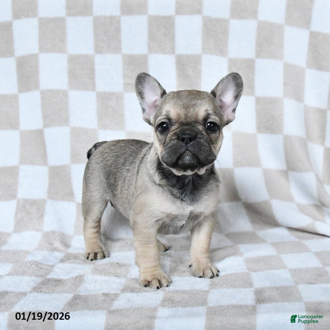 French Bulldog dogs for sale: Haylee - Ad 1
