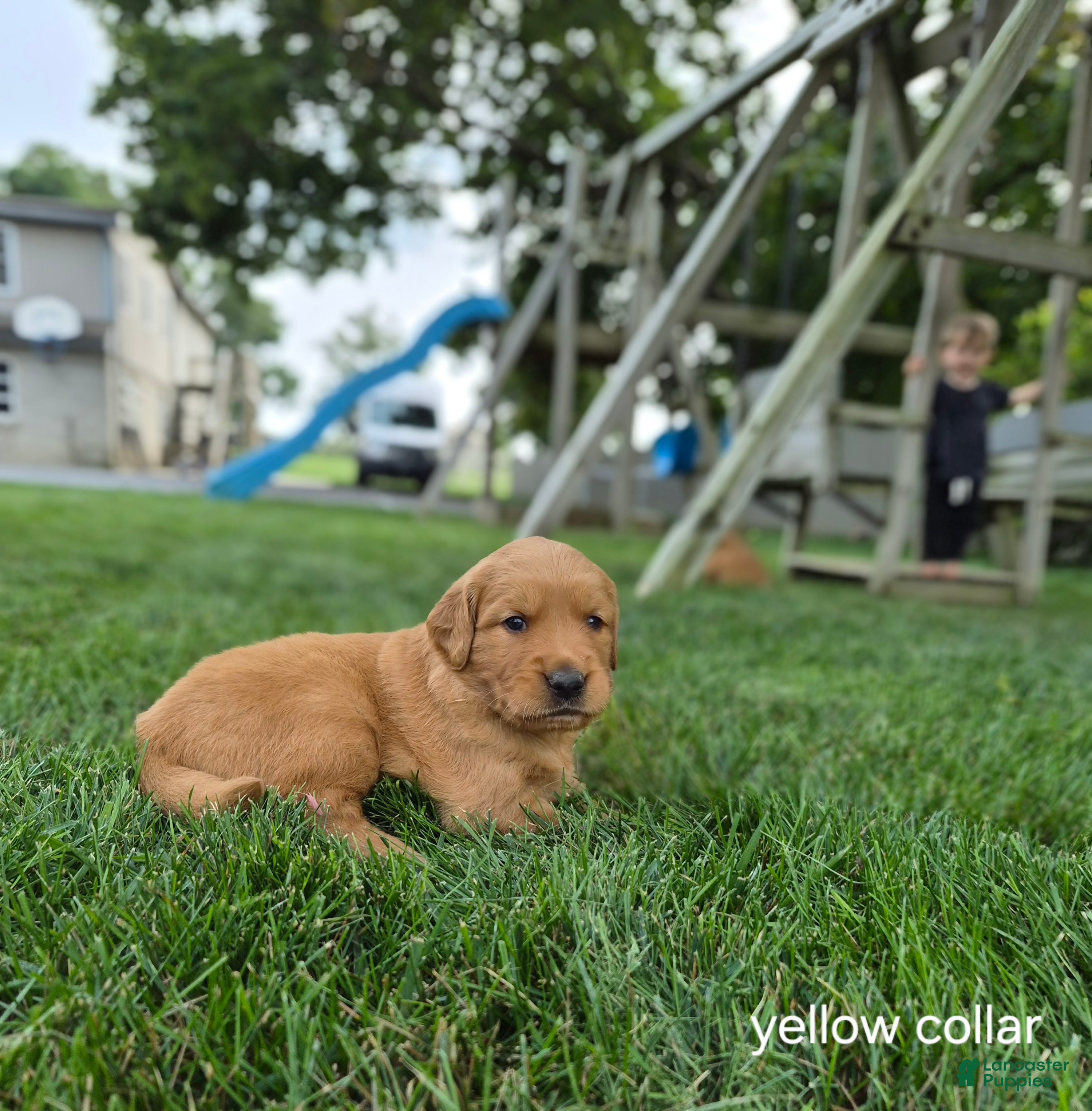 Golden Retriever dogs Finn (Yellow Collar) - Ad 2