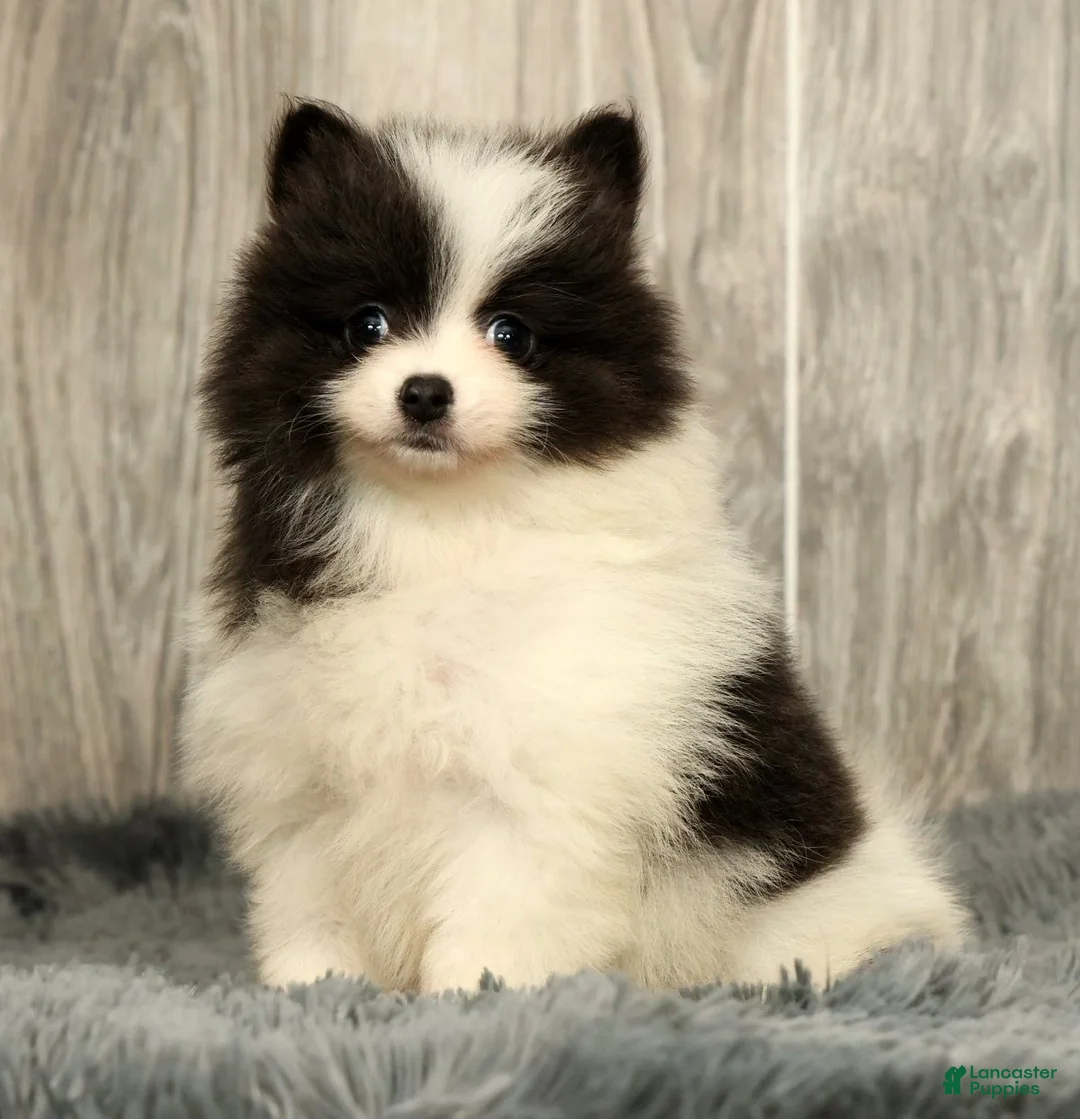 Pomeranian dogs for sale: Harmony Blue and White - Ad 1