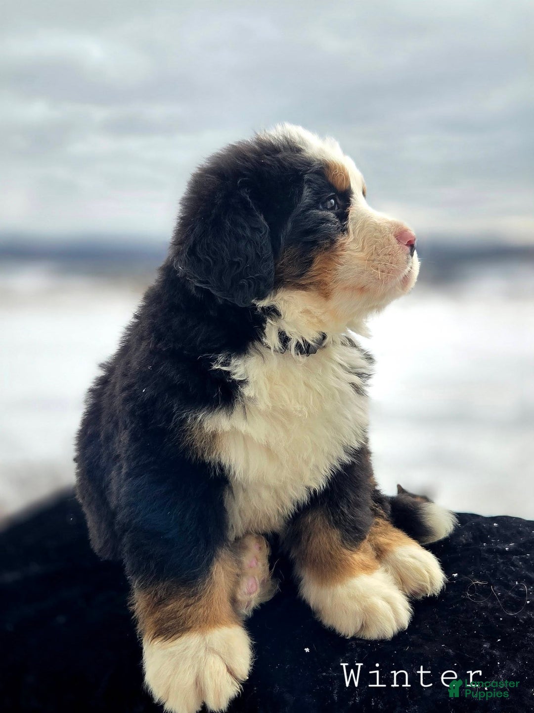 Bernese Mountain Dog dogs for sale: Winter - Ad 5