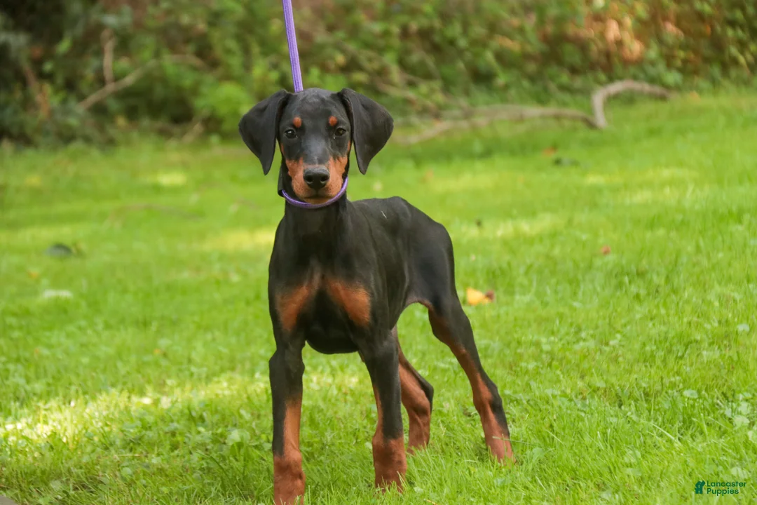 Doberman Pinscher dogs for sale: Elowen - Ad 1