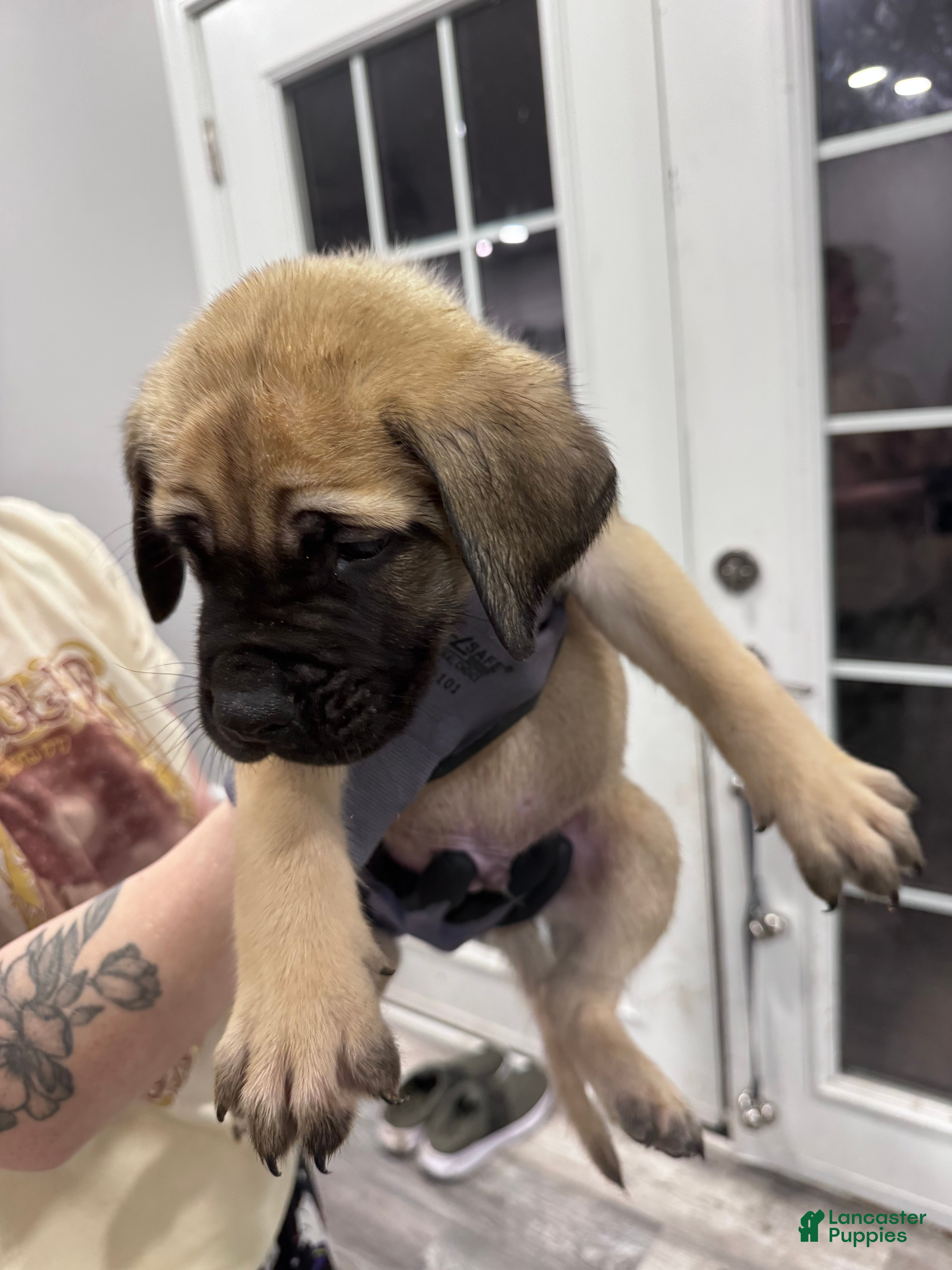 English Mastiff dogs English Mastiff Puppy 4 - Ad 15