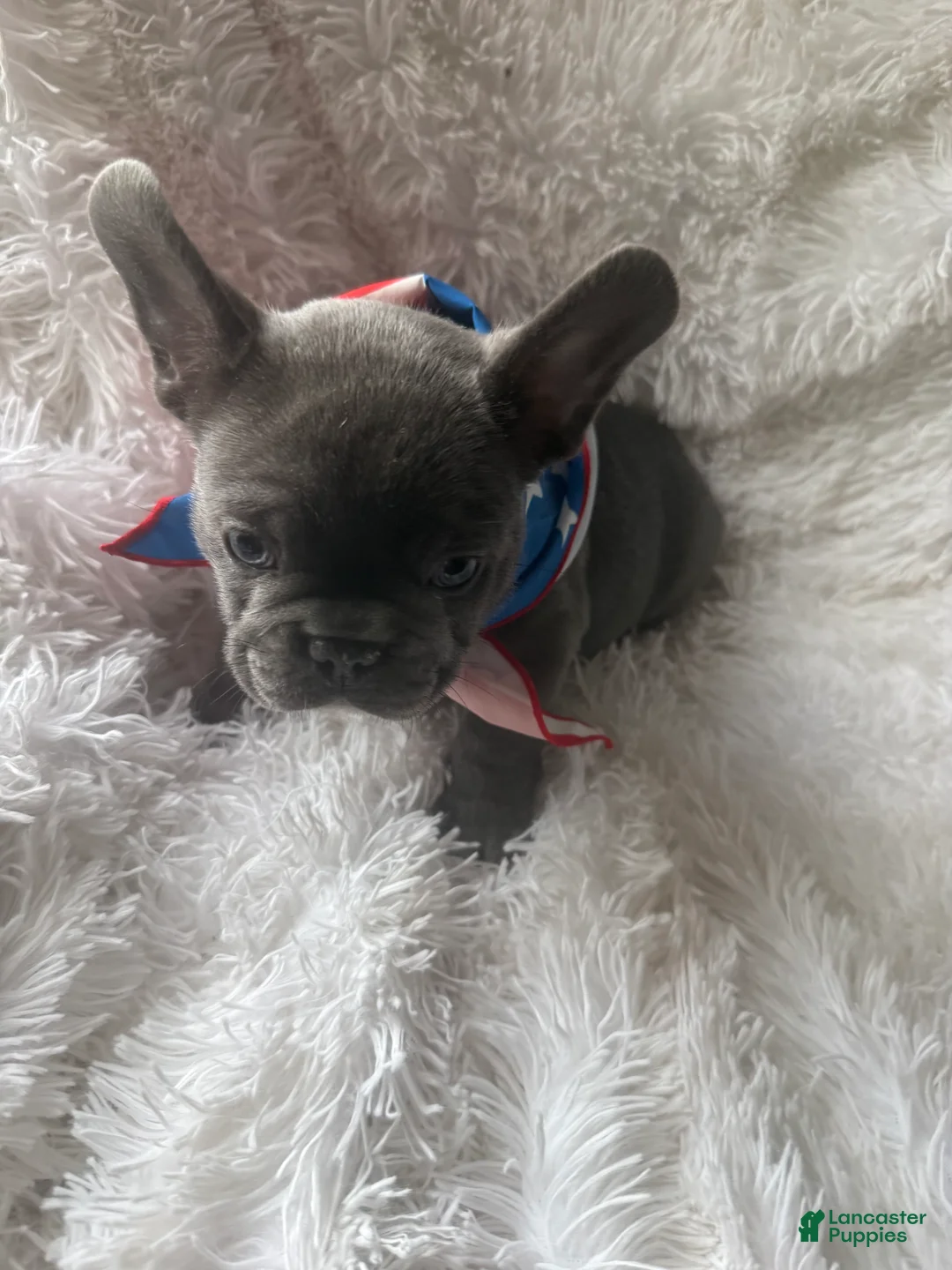 French Bulldog dogs for sale: George - Ad 2