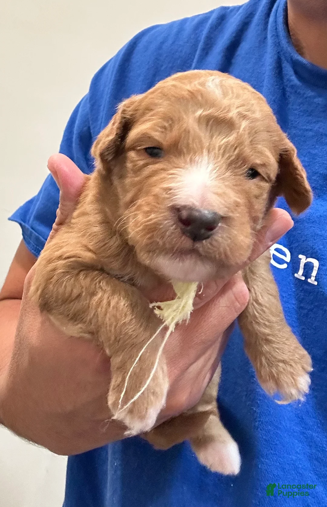 Goldendoodle dogs for sale: Yellow - Ad 1