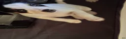 Jack Russell Terrier dogs for sale: Puppy 3 - Ad 4