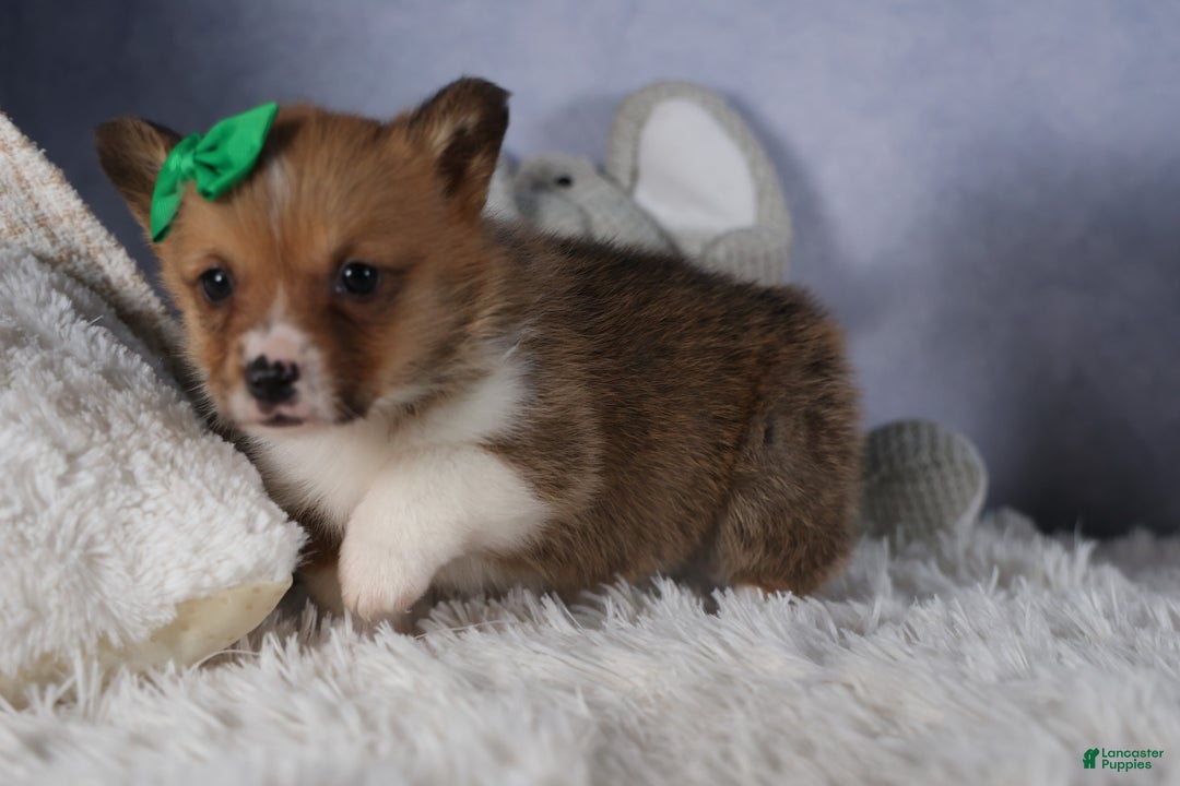 Welsh Corgi Pembroke dogs for sale: REX - Ad 12
