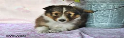 Shetland Sheepdog dogs for sale: Mistletoe - Ad 4