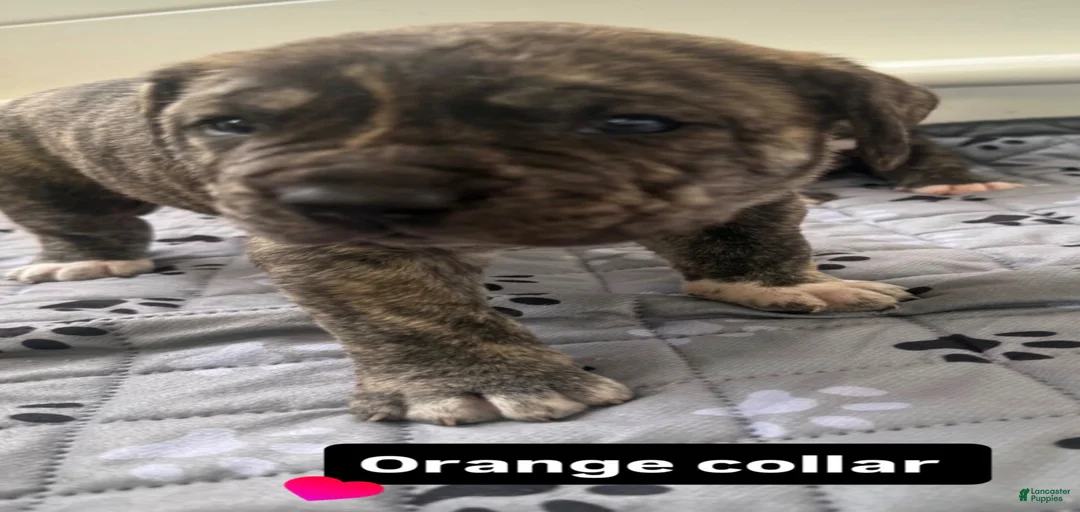 Gallery Image {{count}}