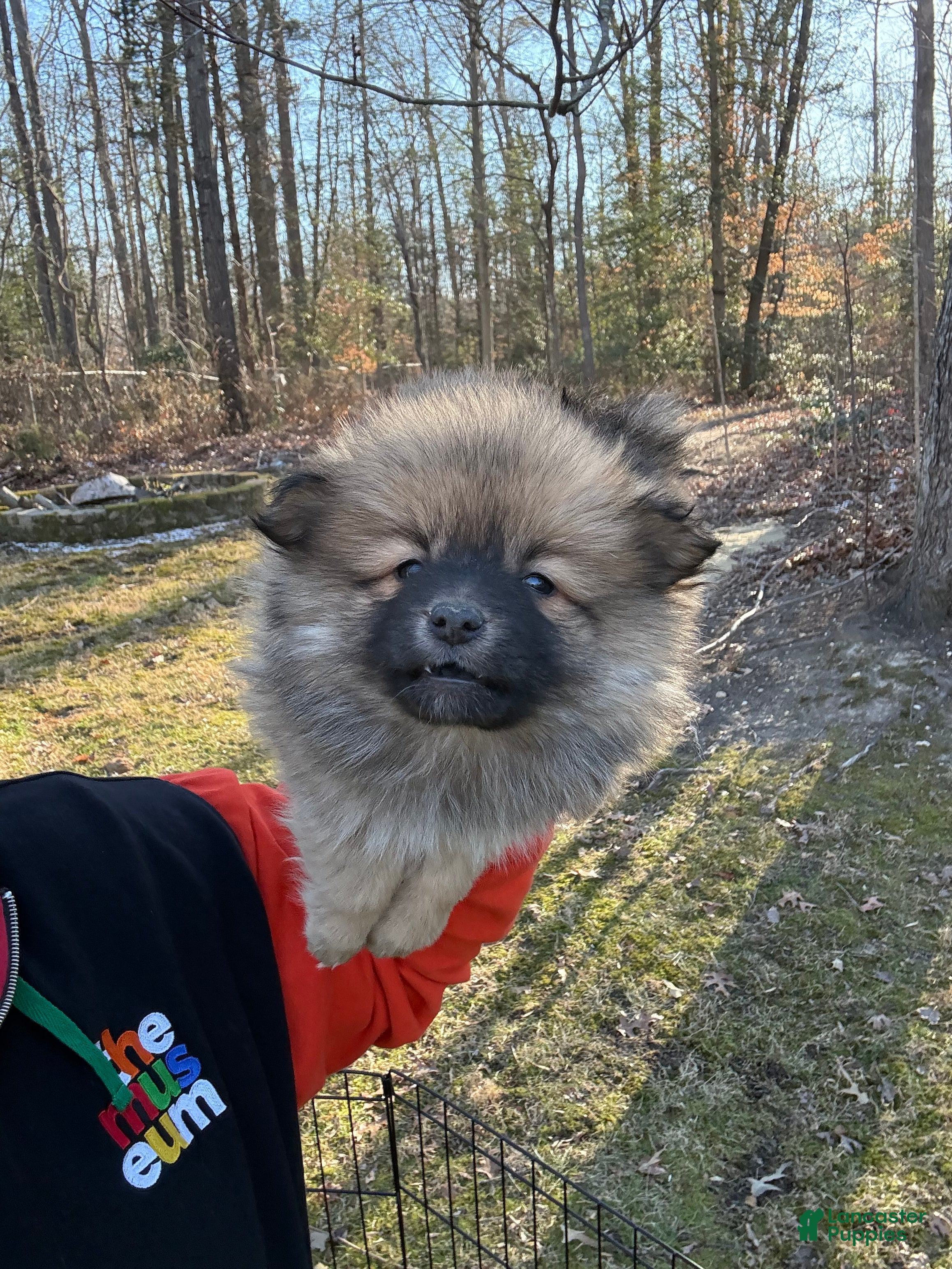 Pomeranian dogs Pomeranian Puppy 1 - Ad 10