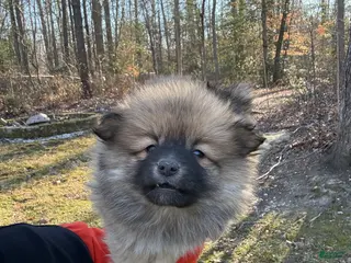 Pomeranian dogs Pomeranian Puppy 1 - Ad 10