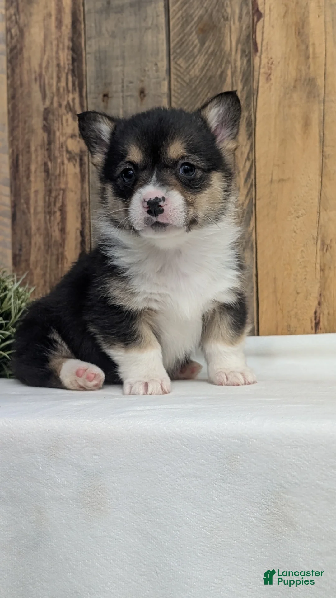 Welsh Corgi Pembroke dogs for sale: Finn  - Ad 11