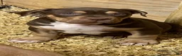 American Bully dogs for stud: Big Suge  - Ad 7