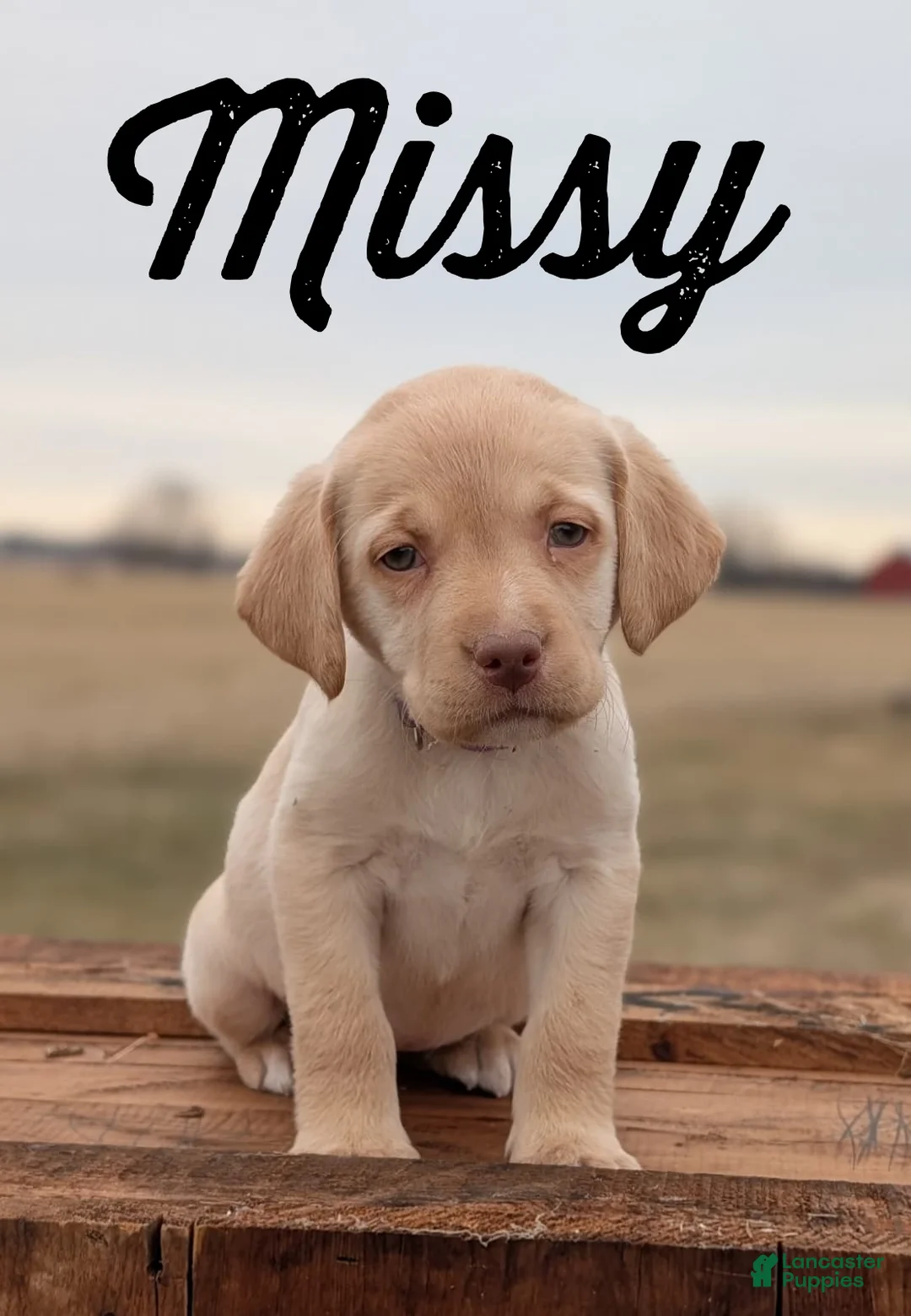 Labrador Retriever dogs for sale: Missy - Ad 2