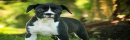 Boxer dogs for sale: Leo - Ad 6