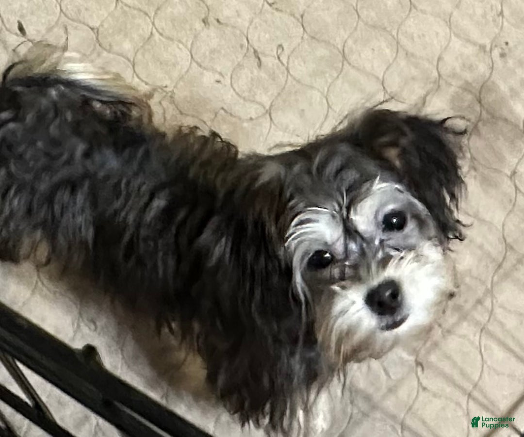 Shihpoo dogs for sale: Shihpoo Puppy 5 - Ad 2