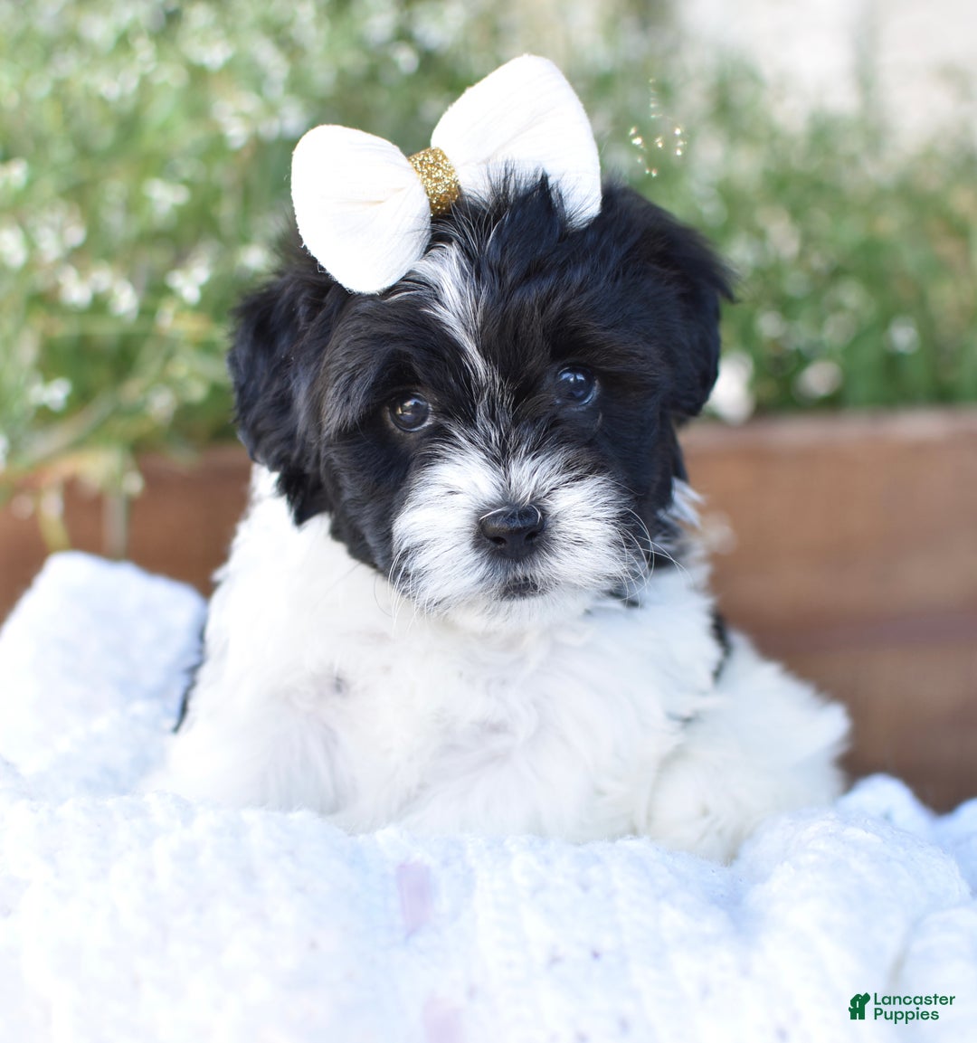 Mixed Breed dogs for sale: Bella - Ad 7