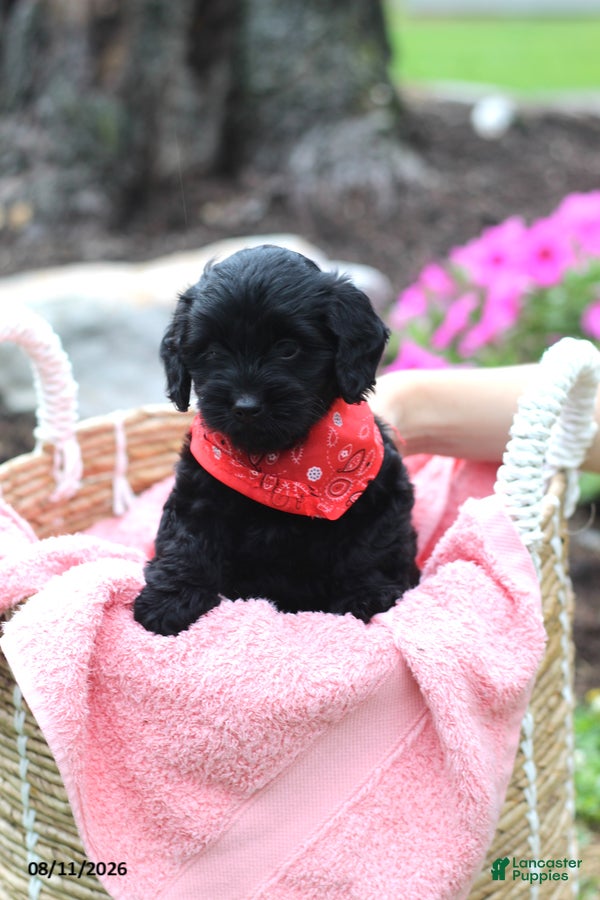 Doxiepoo dogs Alex - Ad 2