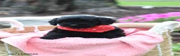 Doxiepoo dogs for sale: Alex - Ad 2