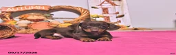 Dachshund dogs for sale: Mason - Ad 4