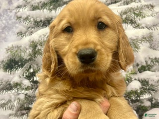 Golden Retriever dogs - Ad 5