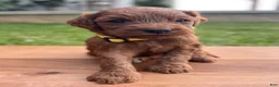 Irish Doodle dogs for sale: Olive - Ad 10
