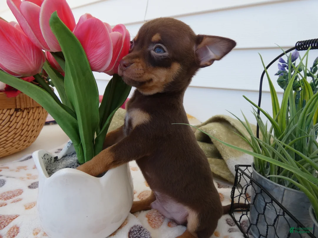 Chihuahua dogs for sale: Chihuahua Puppy 2 Carlos - Ad 2