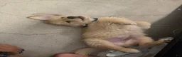 Golden Retriever dogs for sale: Golden Retriever Puppy 1 - Ad 4