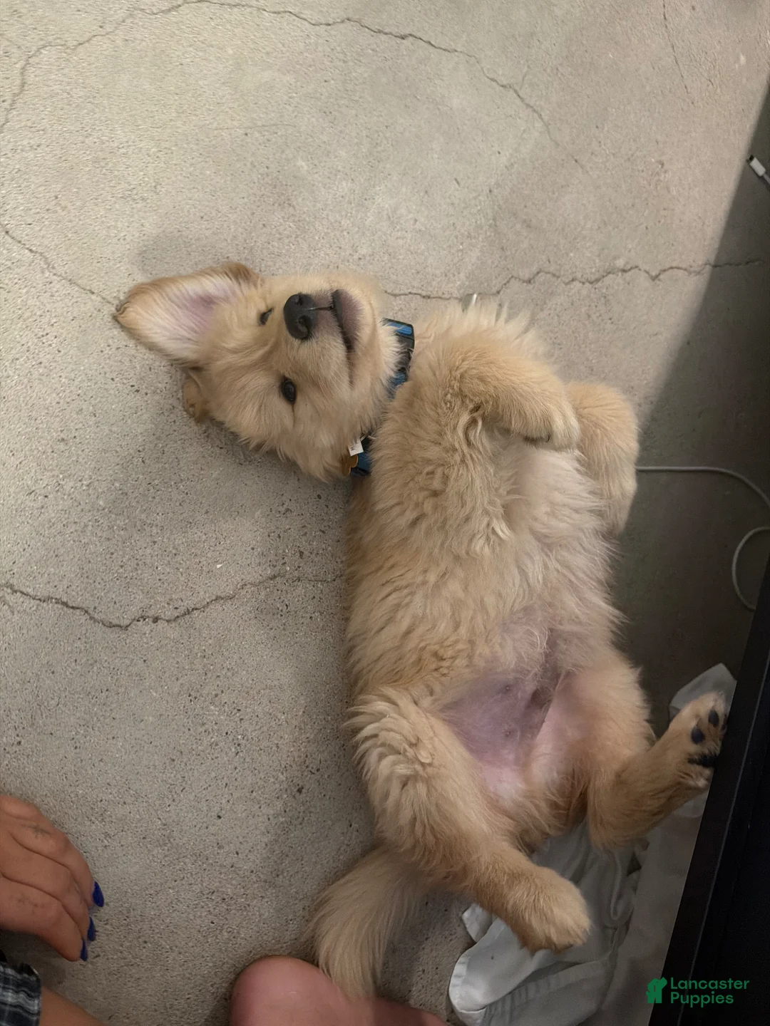 Golden Retriever dogs for sale: Golden Retriever Puppy 1 - Ad 4