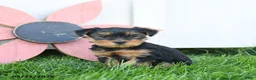 Yorkshire Terrier dogs for sale: Colton - Ad 3