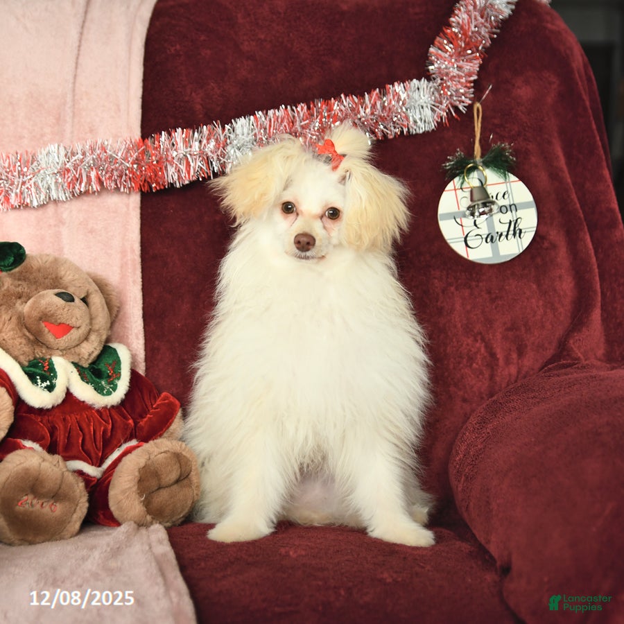 Pomapoo dogs Drako - Ad 2