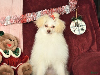 Pomapoo dogs Drako - Ad 2