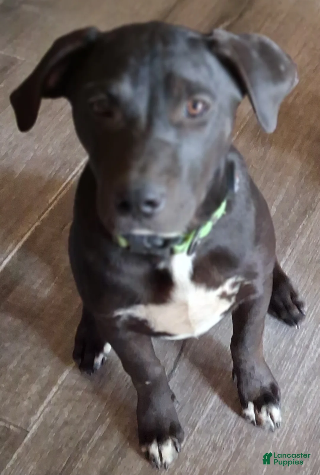 Mixed Breed dogs for sale: Baby Boy - Ad 2