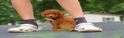 Cavapoo dogs for sale: Wallen - Ad 12