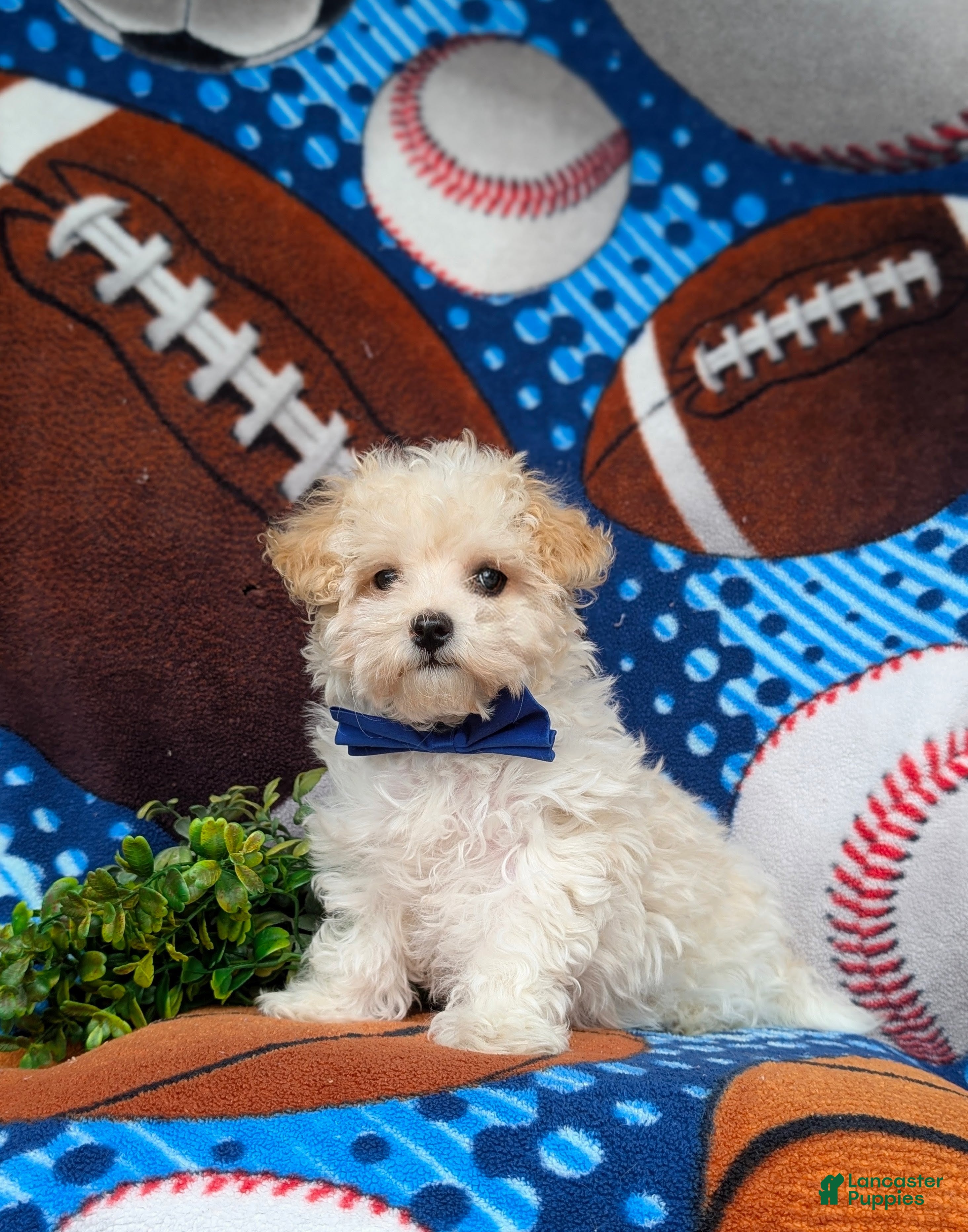 Maltipoo dogs Laim 7 lbs Full Grown - Ad 2