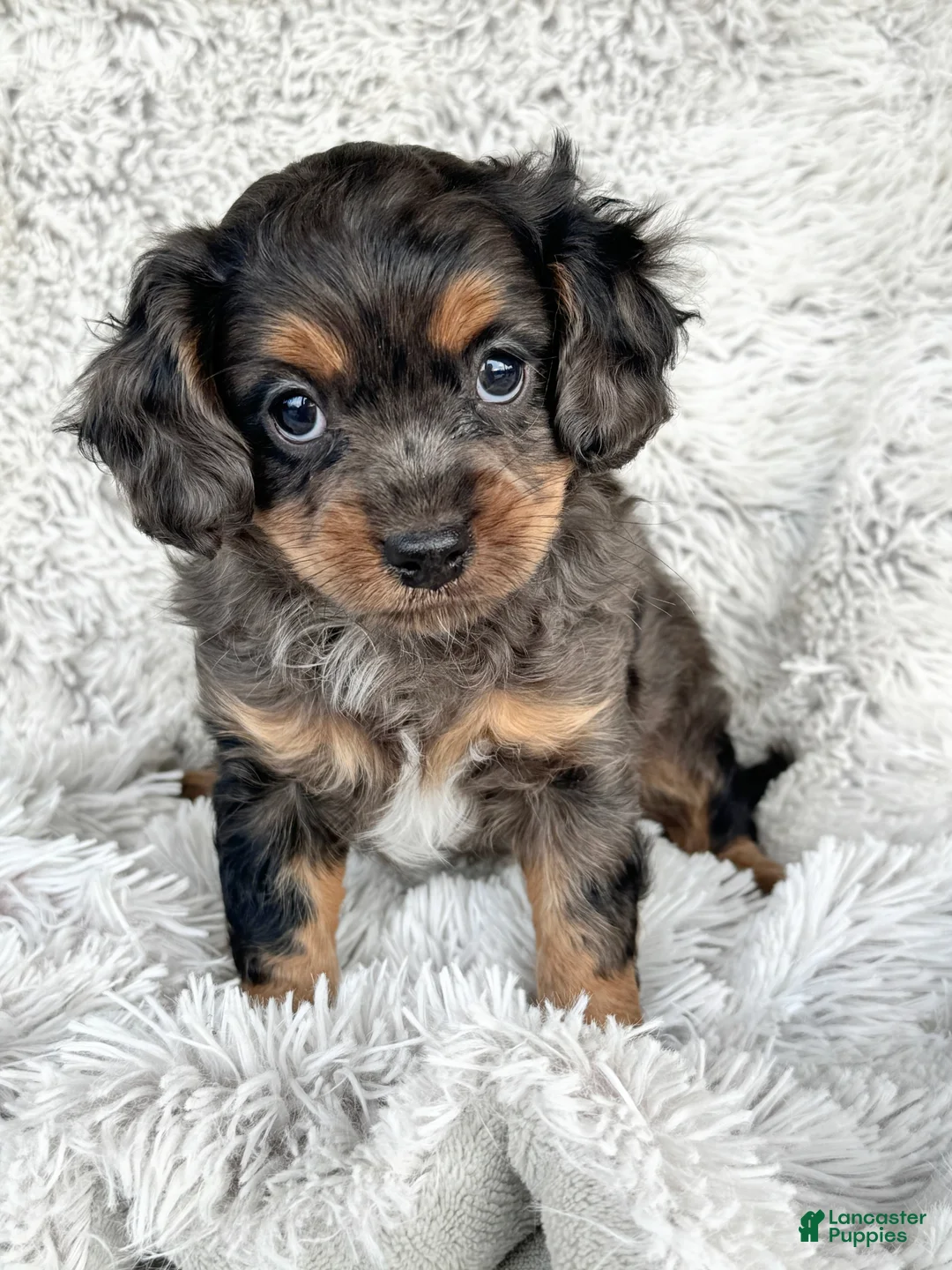 Cavapoo dogs for sale: Epcot - Ad 4